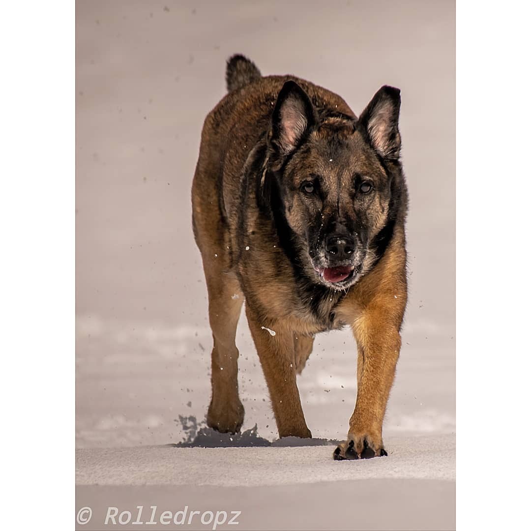 Diana der Rettungshund