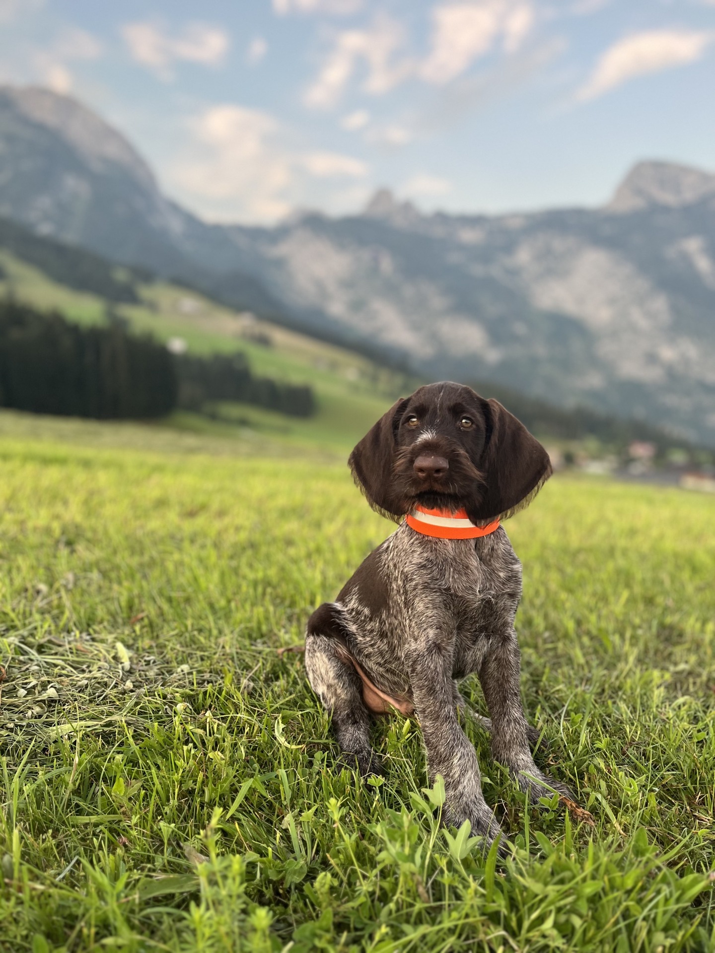 Ullar von der Kälberweide