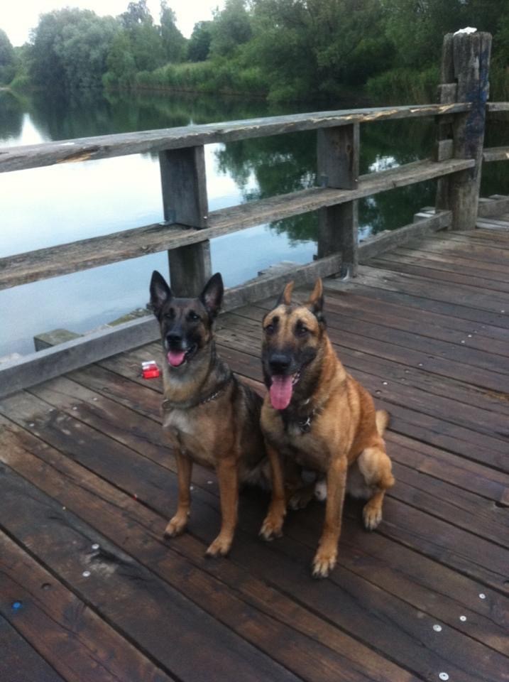 Diana und Toysen Rettungshund und Diensthund